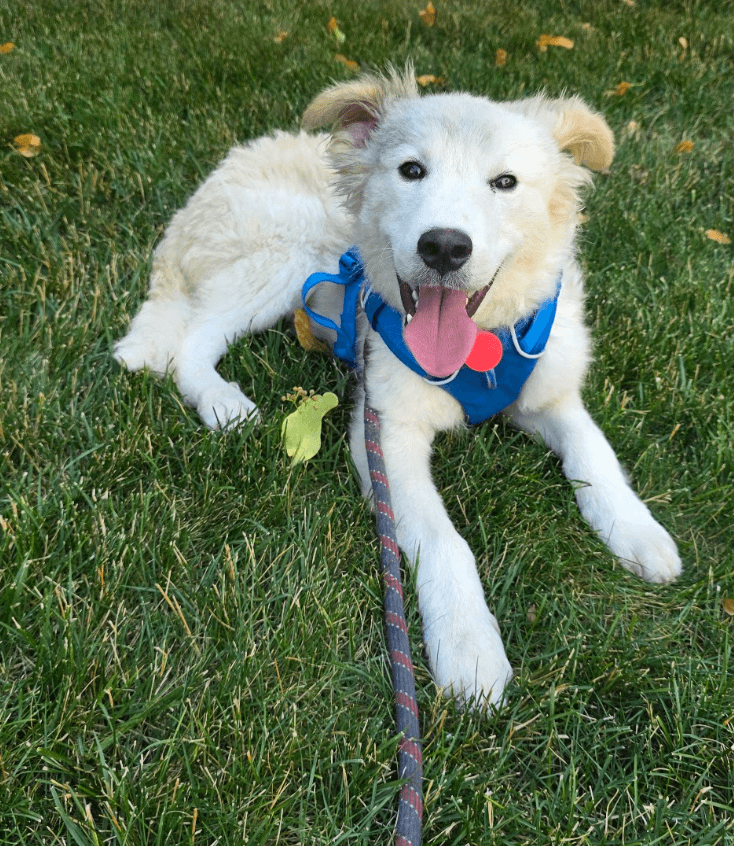 Patriot - Collie