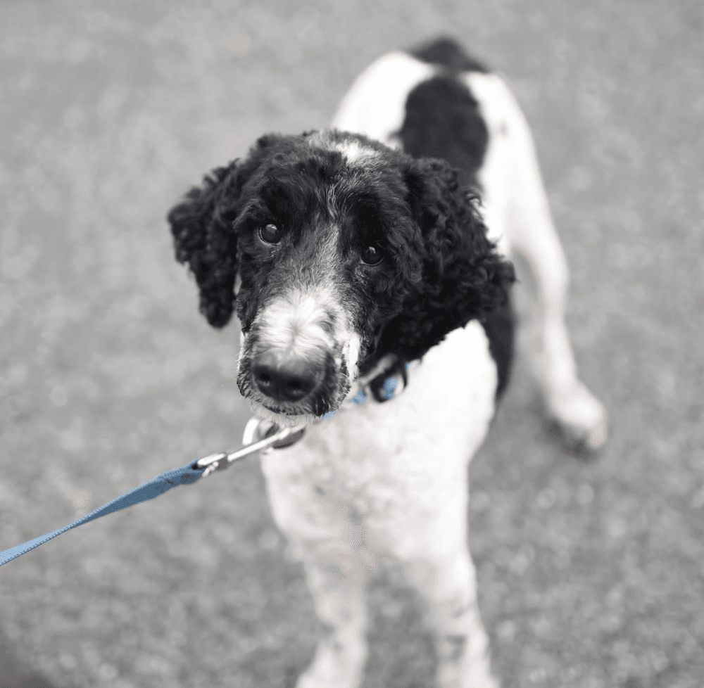 Liberty - Poodle (unknown type)