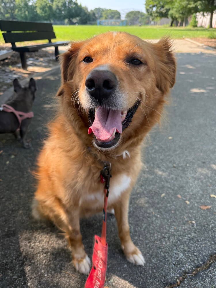 Riva - Golden Retriever