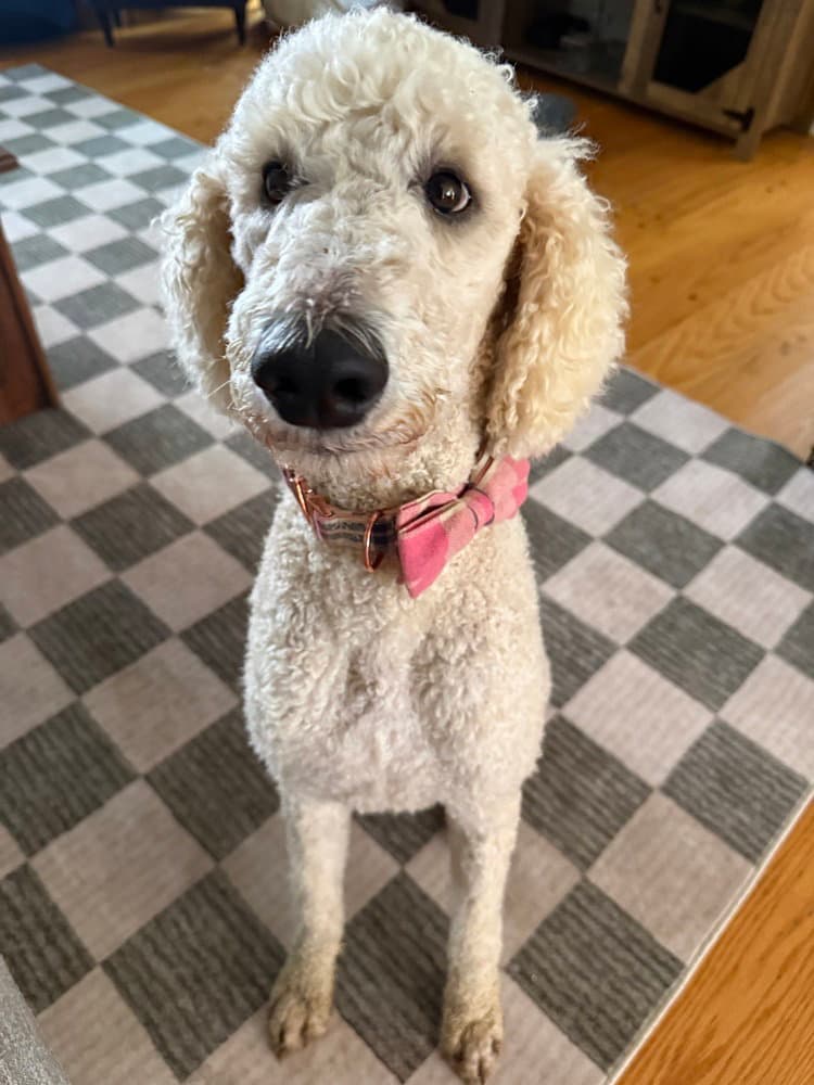 Momo - Poodle (Standard)