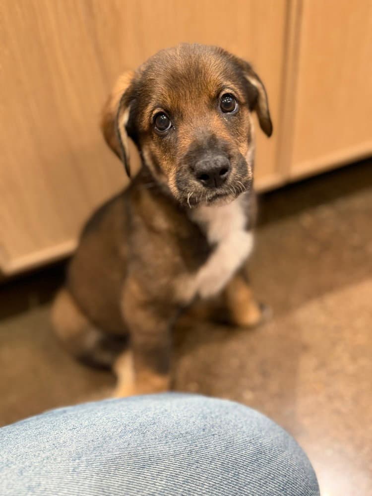 Heidi - Shepherd