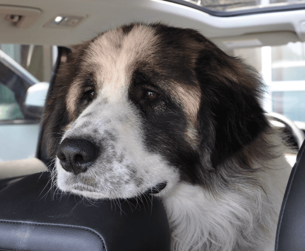 Moo - Great Pyrenees