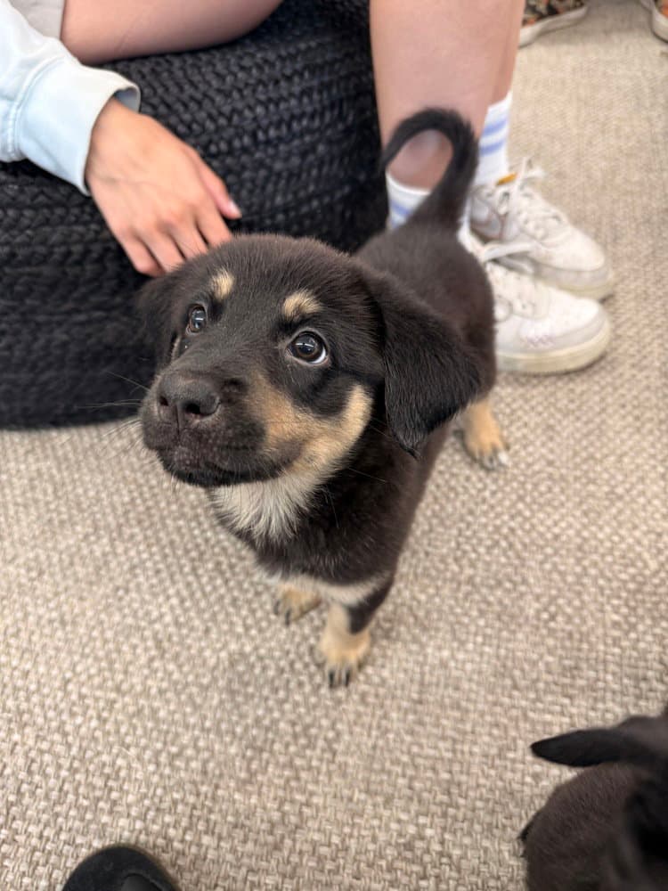 Pip - Shepherd