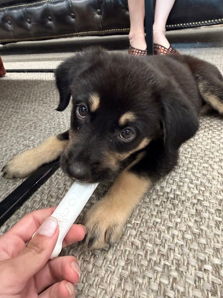 Pip - Shepherd
