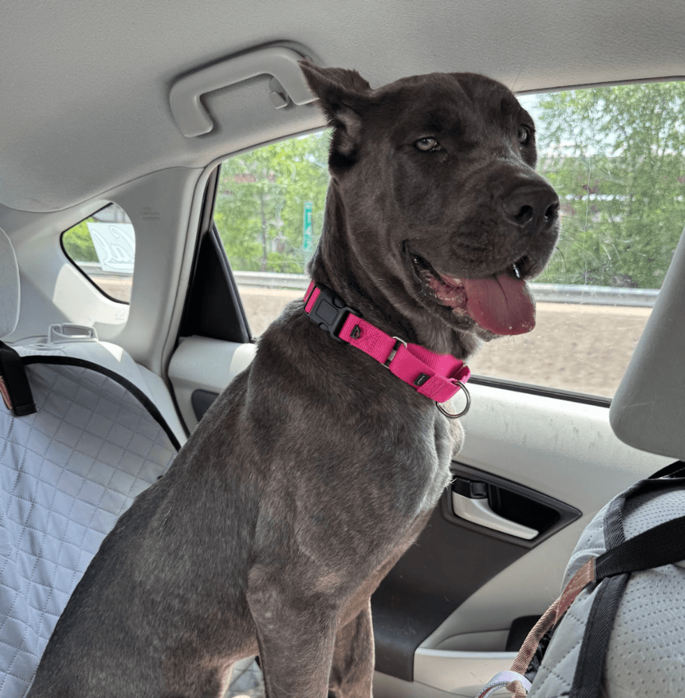Cora - Cane Corso Mastiff