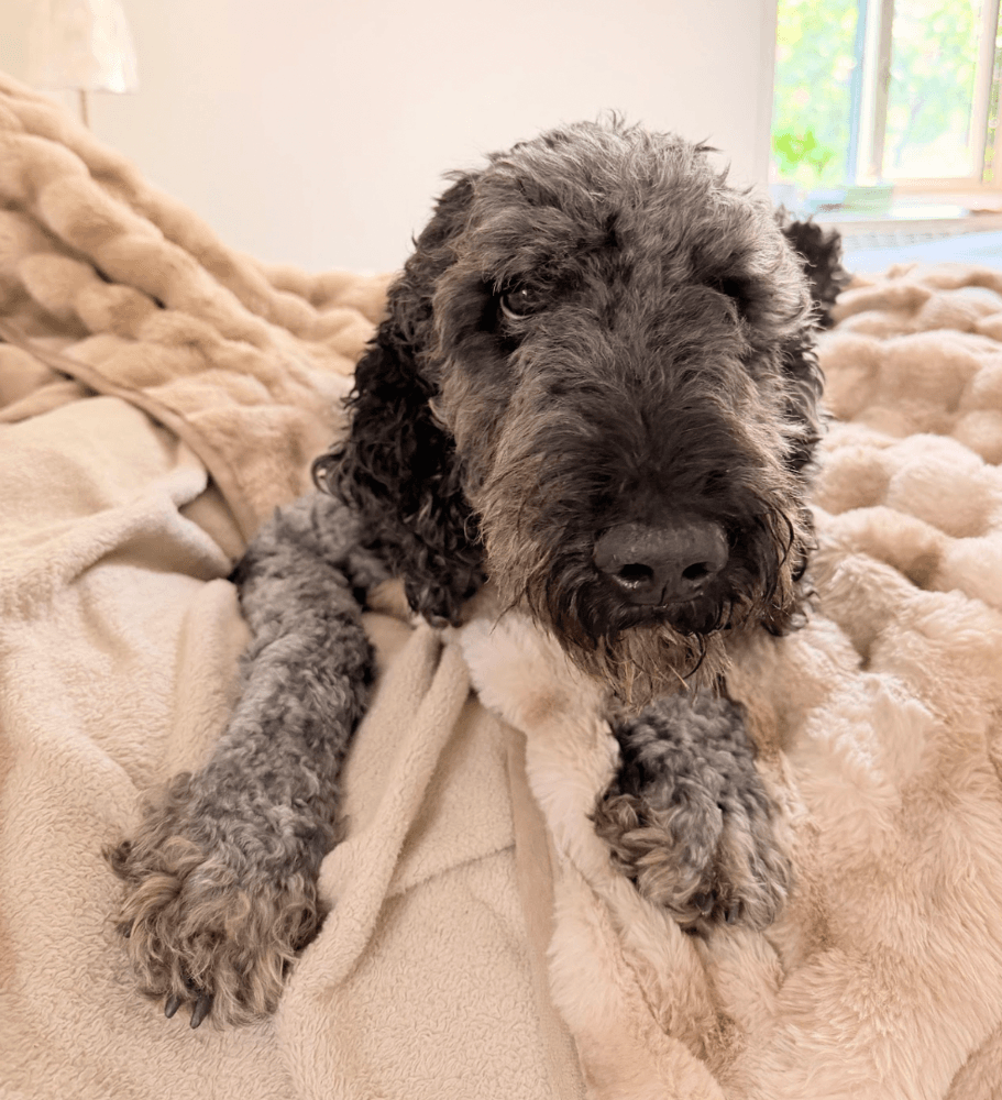 Reese - Poodle (Standard)
