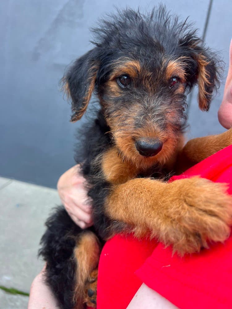 Coco Gauff - Poodle (Standard)