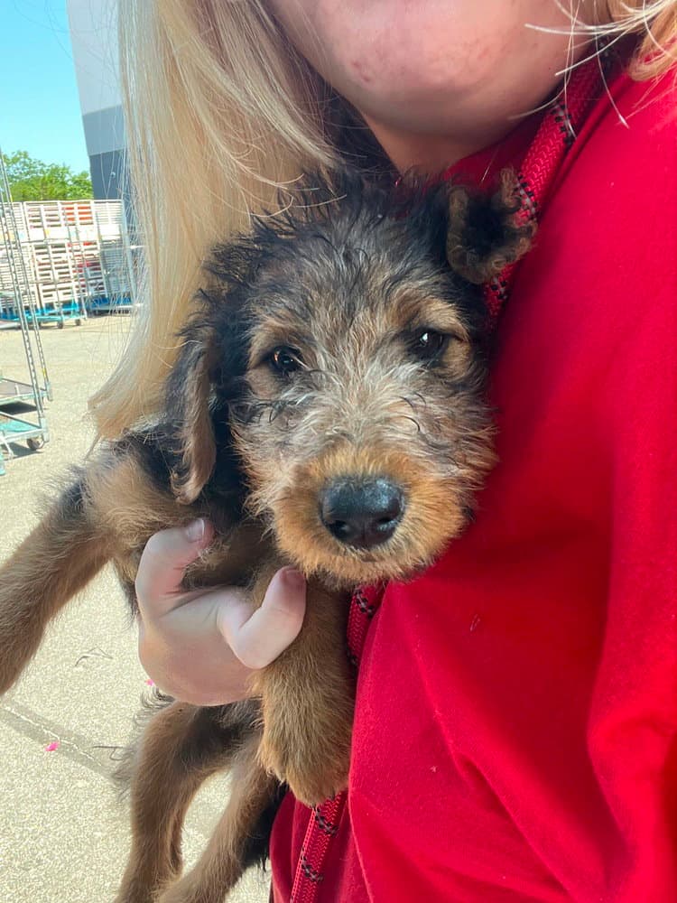 Aryna - Airedale Terrier