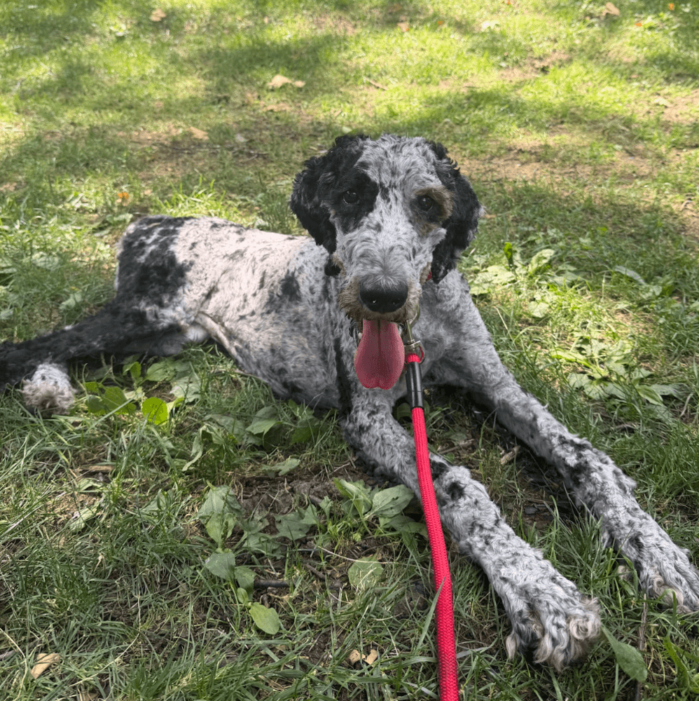 Finn - Poodle (Standard)