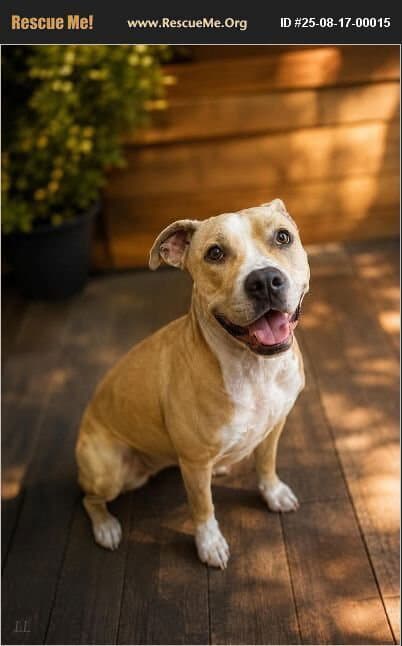 Anais - Pit Bull Terrier