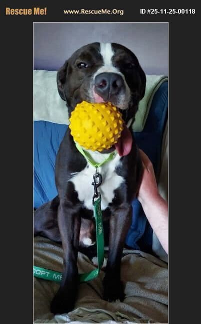 Cash - American Pit Bull Terrier