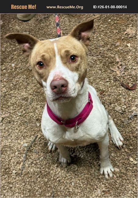 Pancake - Pit Bull Terrier
