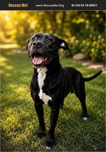 Odin - Labrador Retriever