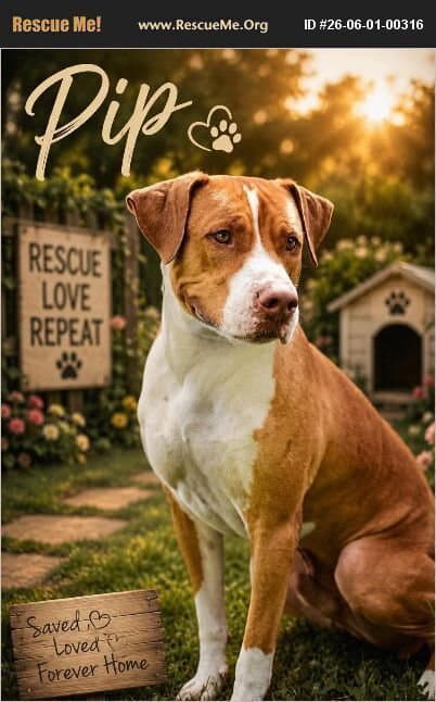 Pip - American Staffordshire Terrier