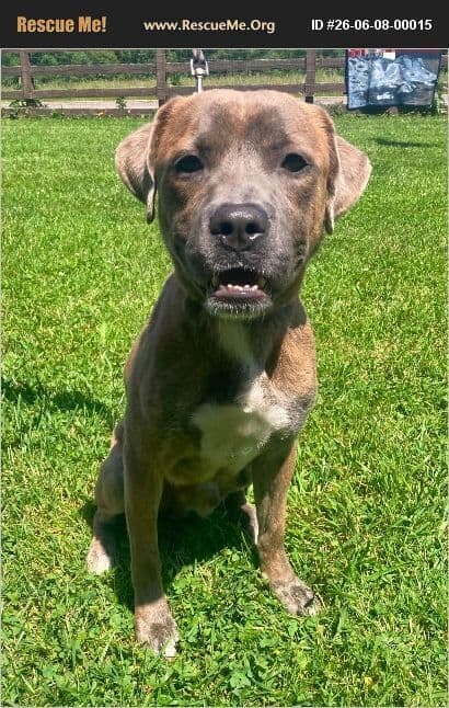 Bingo - American Staffordshire Terrier