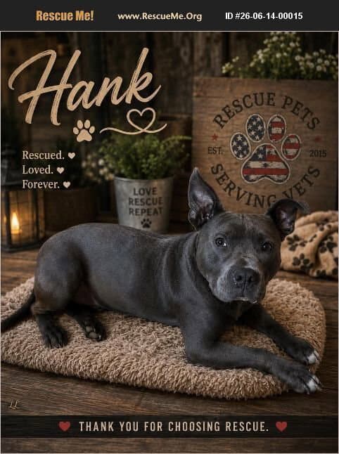 Hank - American Staffordshire Terrier