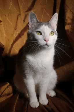 Budgie Felv image 1