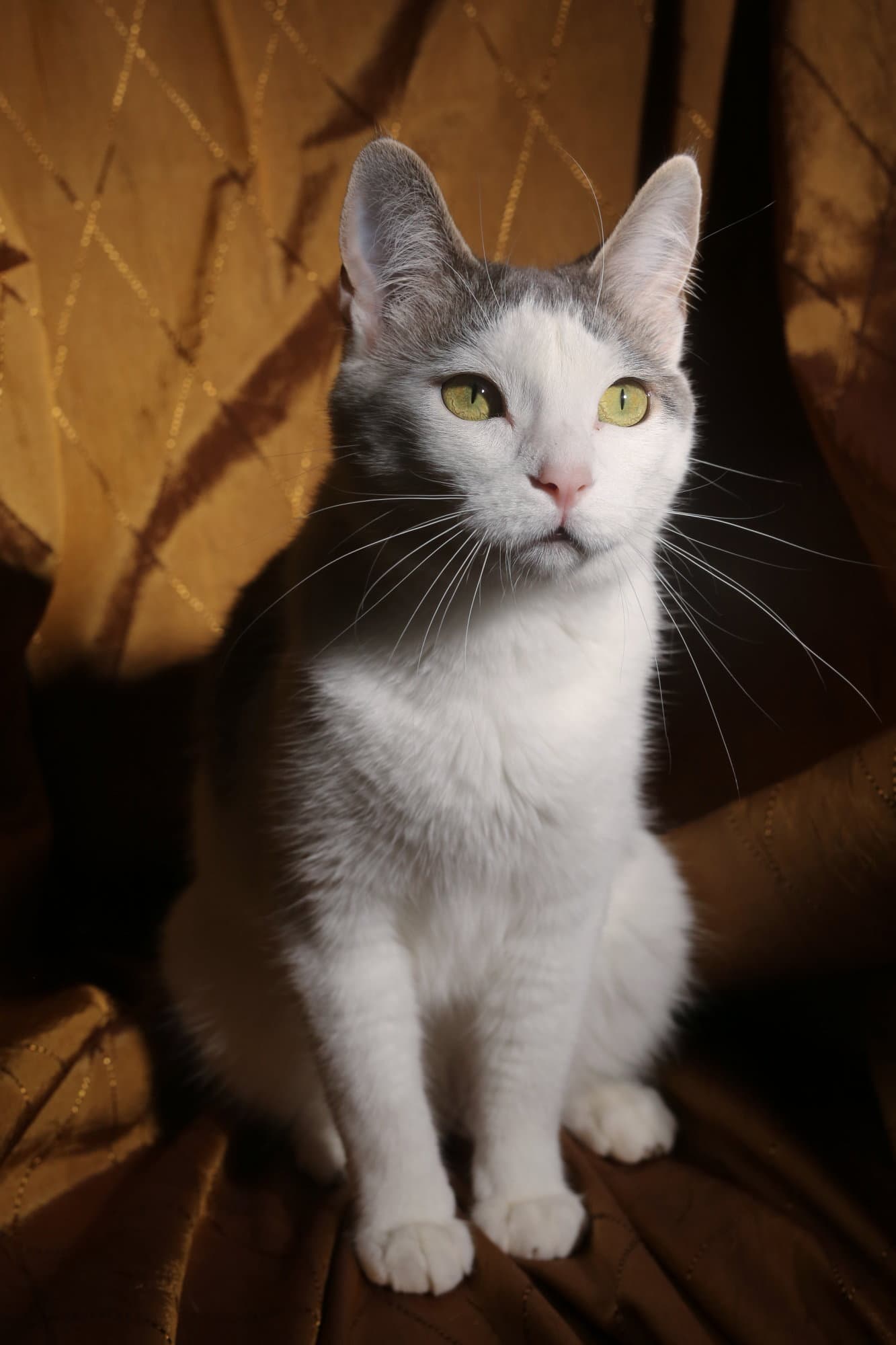 Budgie Felv - Domestic Short Hair