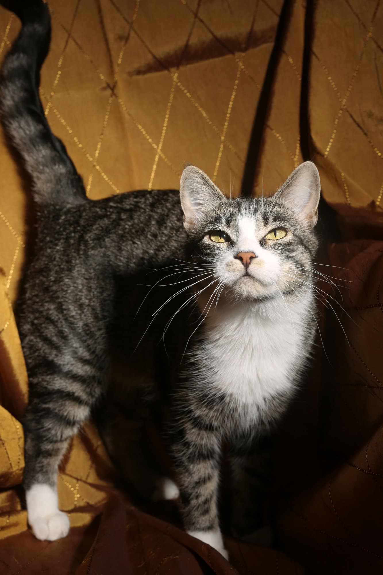 Zamora Felv - Domestic Short Hair