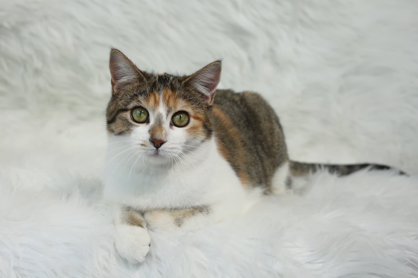Coucou - Domestic Short Hair