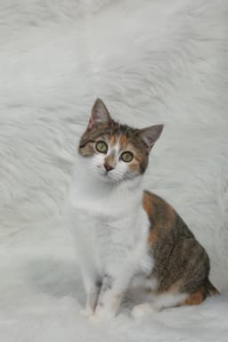 Coucou image 2