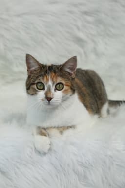 Coucou image 3