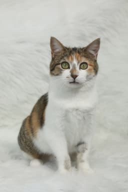 Coucou image 4