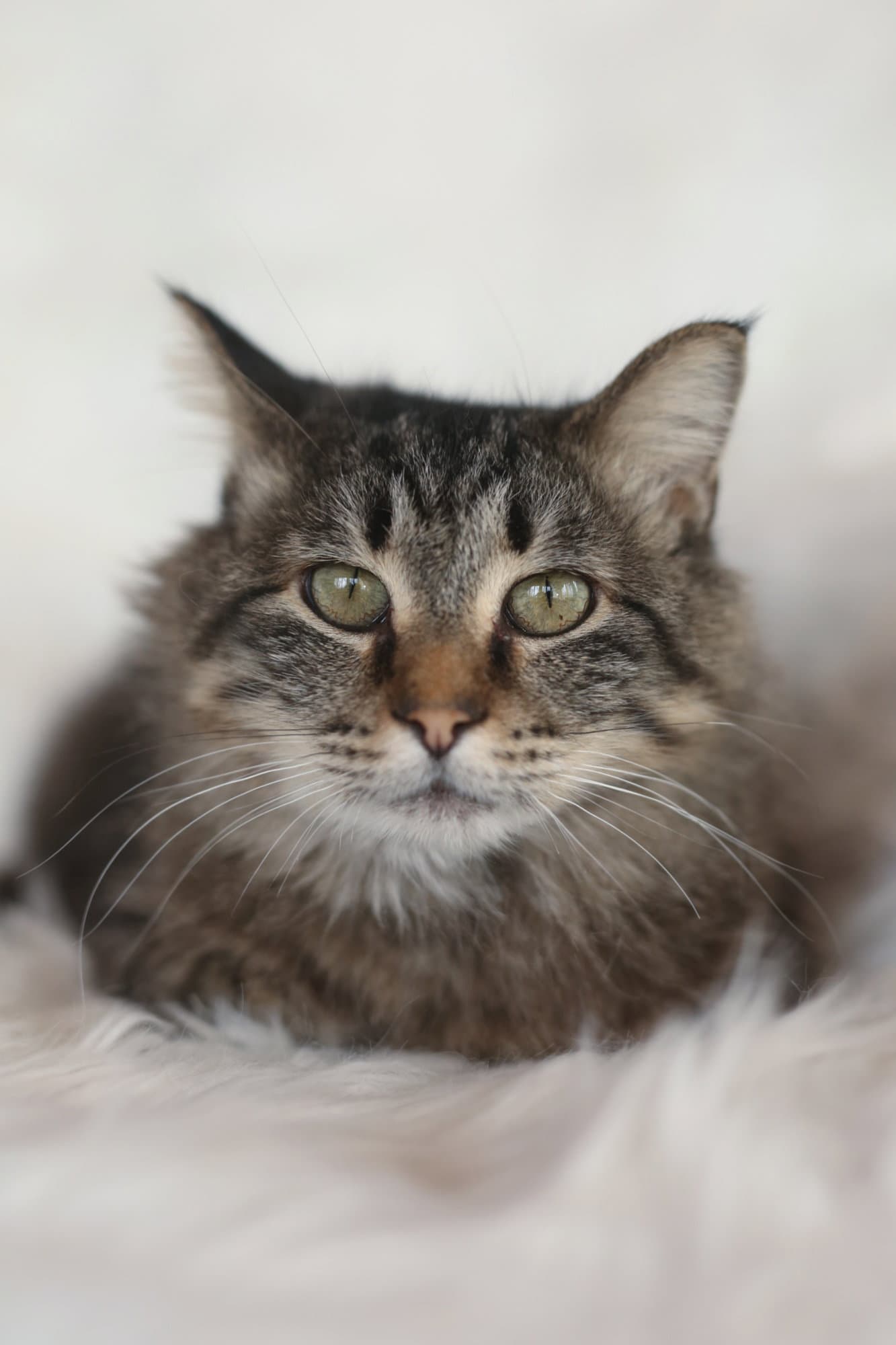 Meadows - Domestic Medium Hair