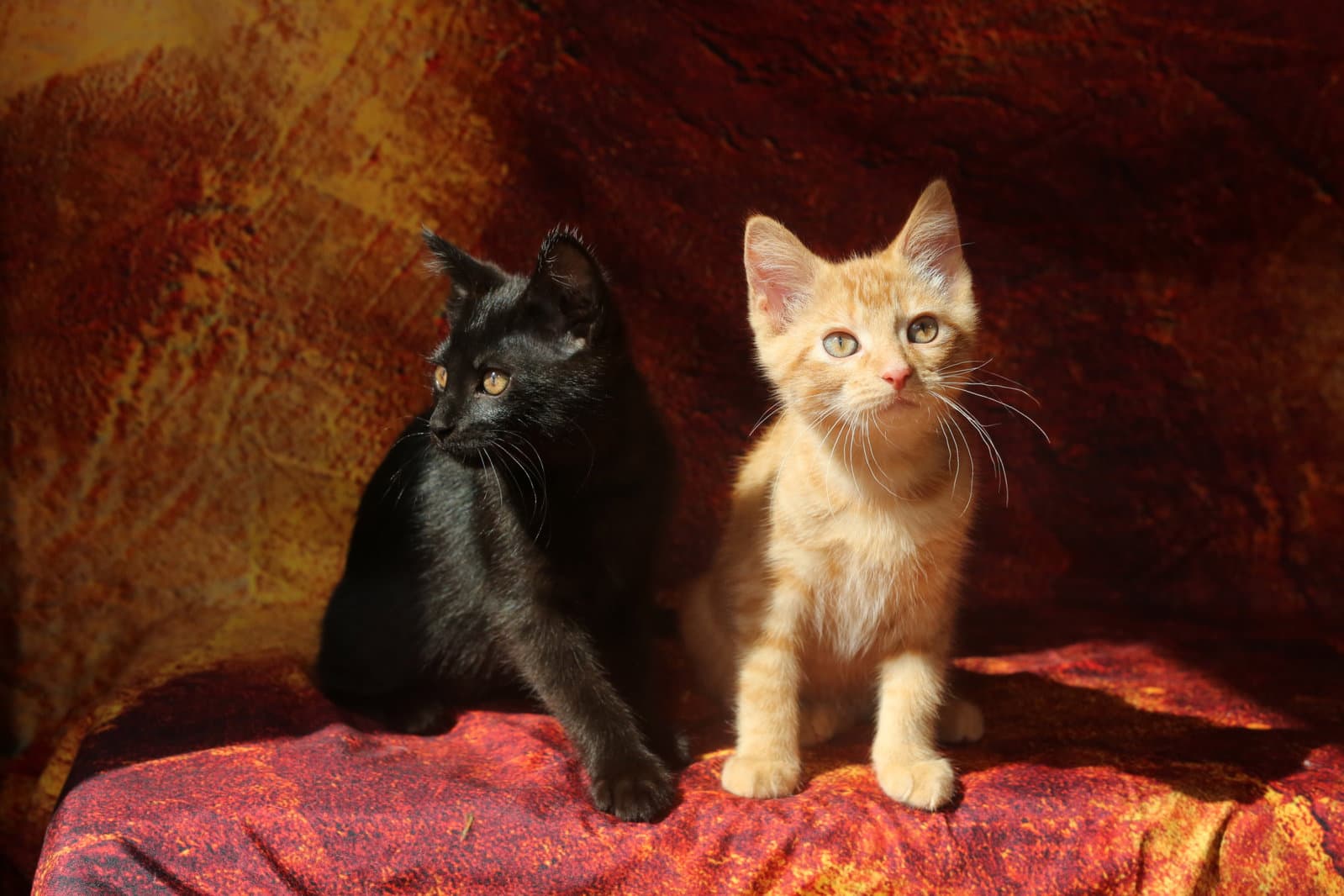 Benford  Wrenn - Domestic Short Hair