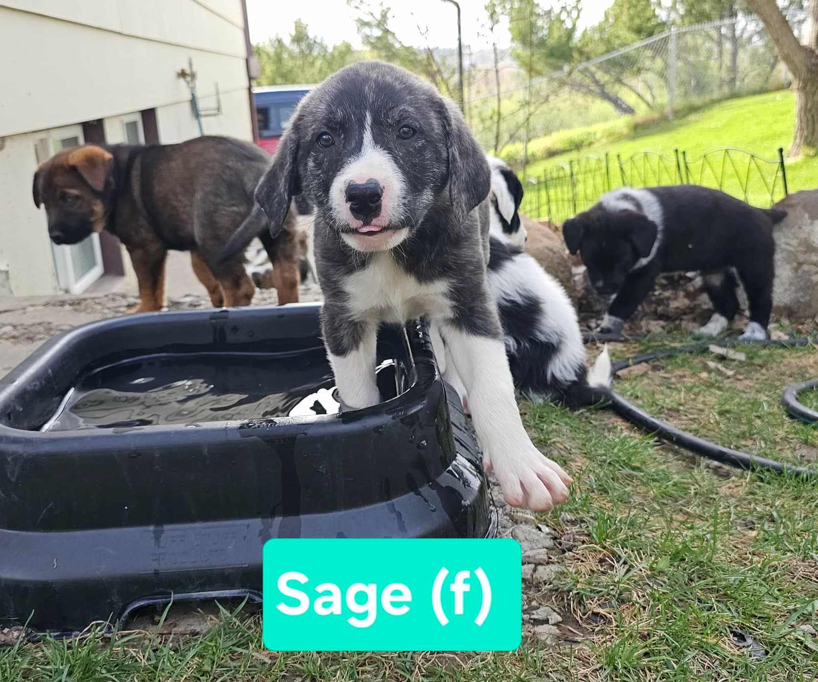 Sage - Unknown