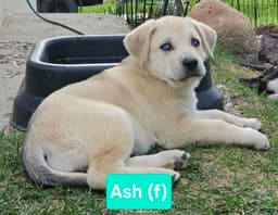 Ash image 3