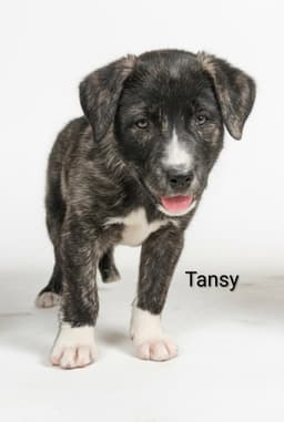 Tansy image 1
