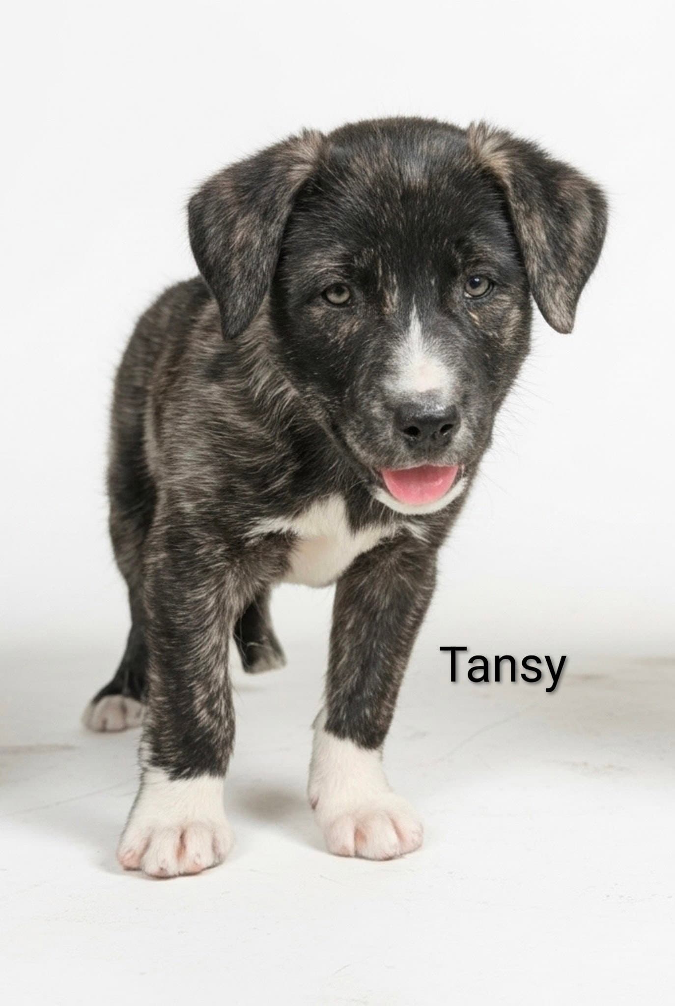Tansy - Unknown