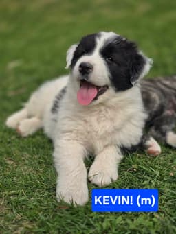 Kevin image 1