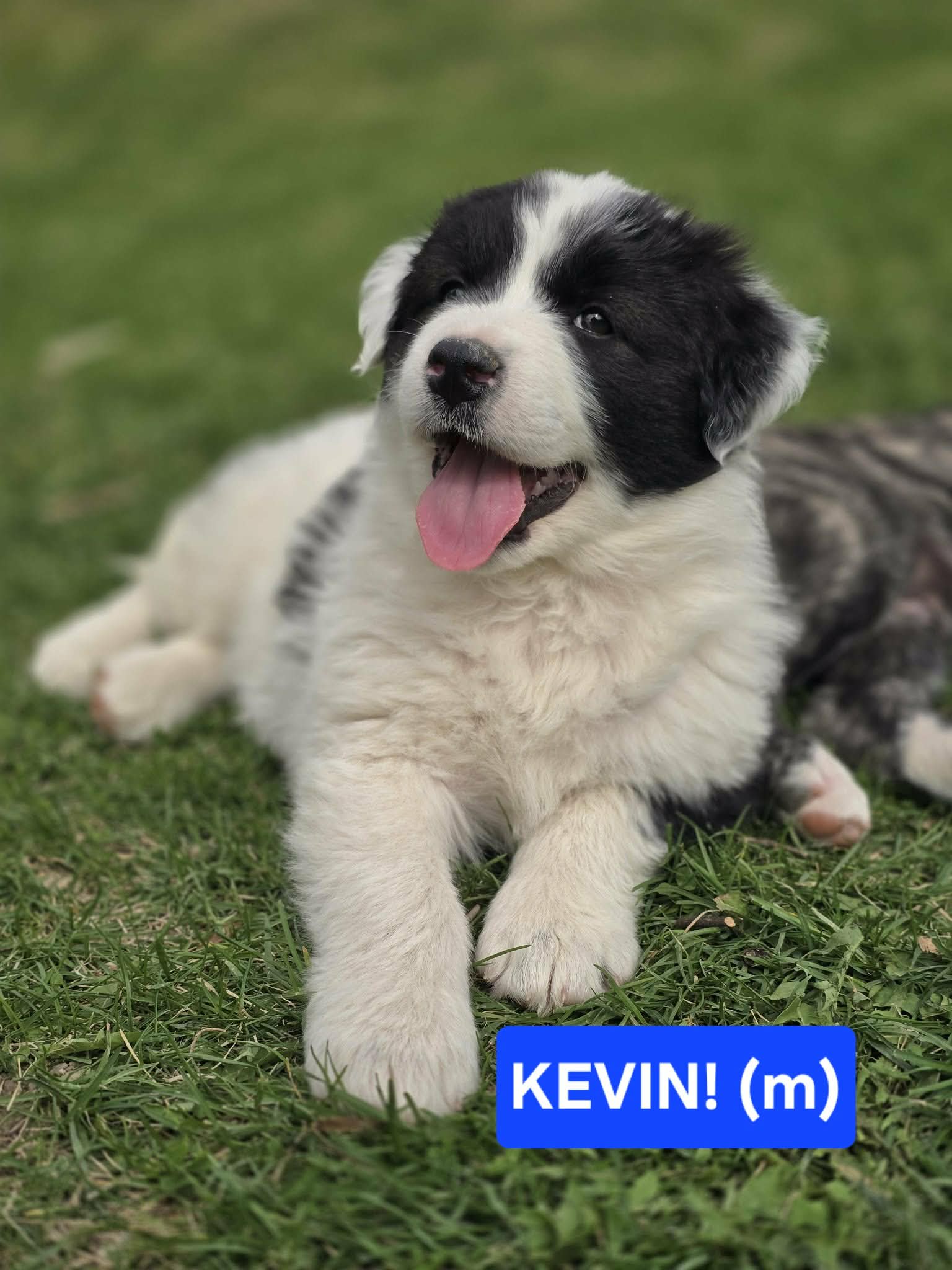 Kevin - Unknown