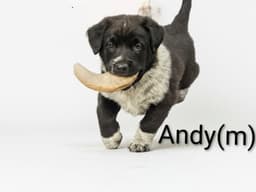 Andy image 1