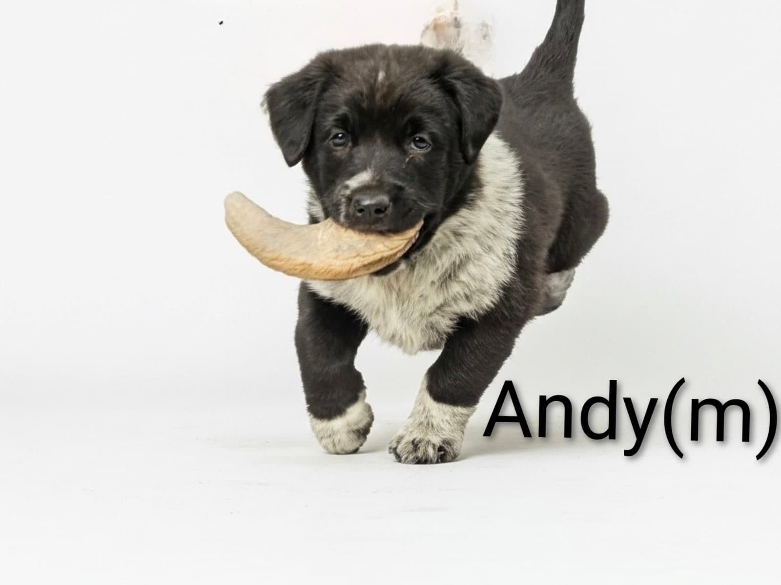Andy - Unknown