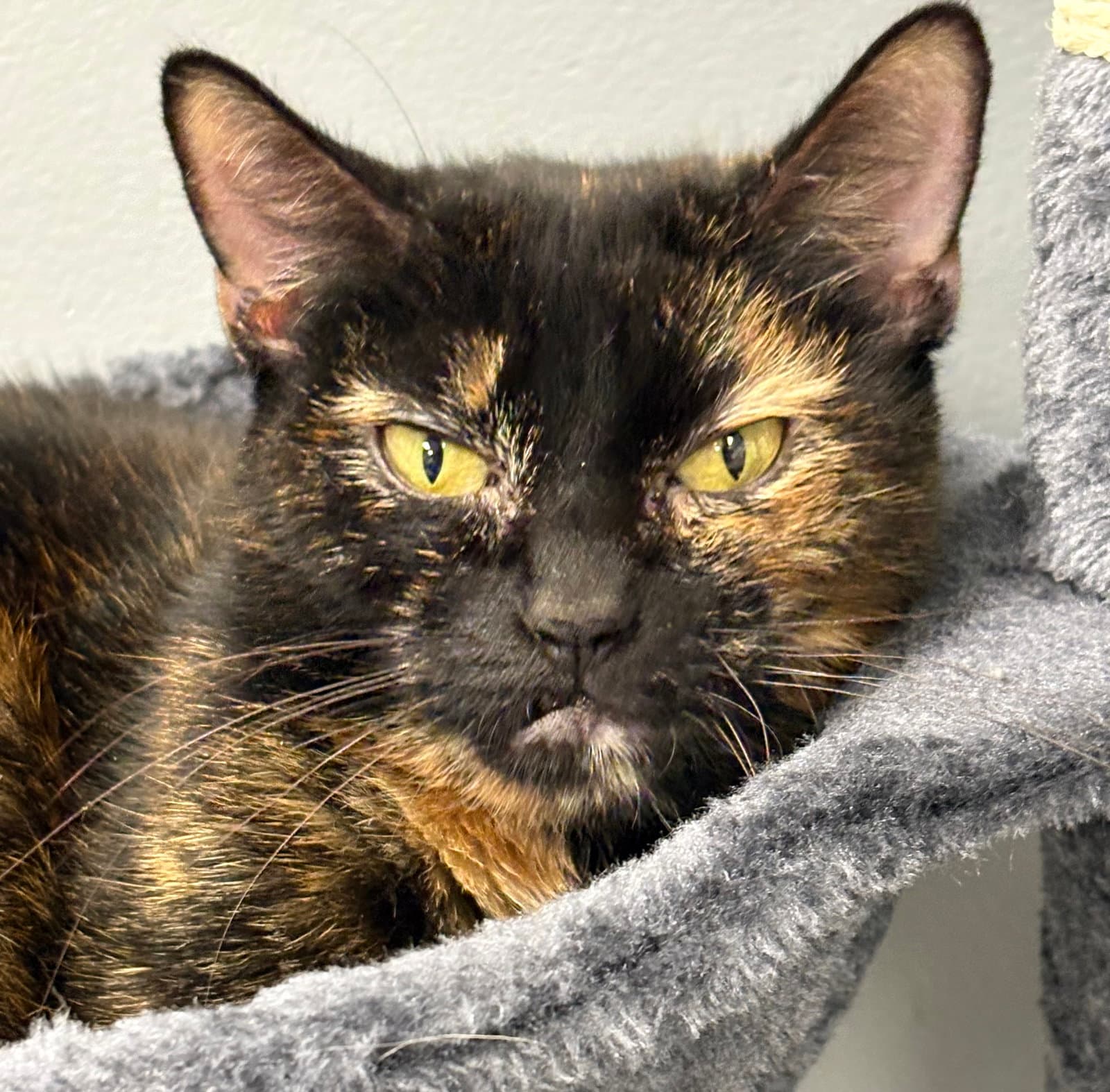 Snaggletooth - Tortoiseshell