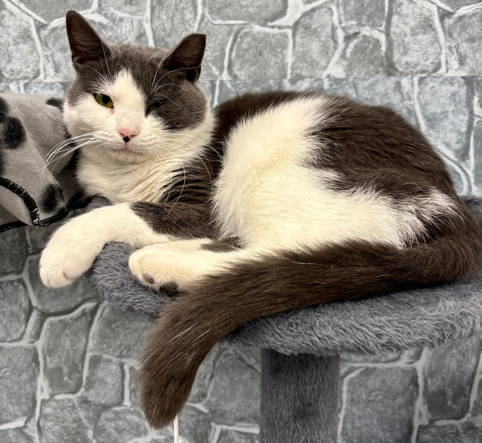 Aggie - Domestic Short Hair