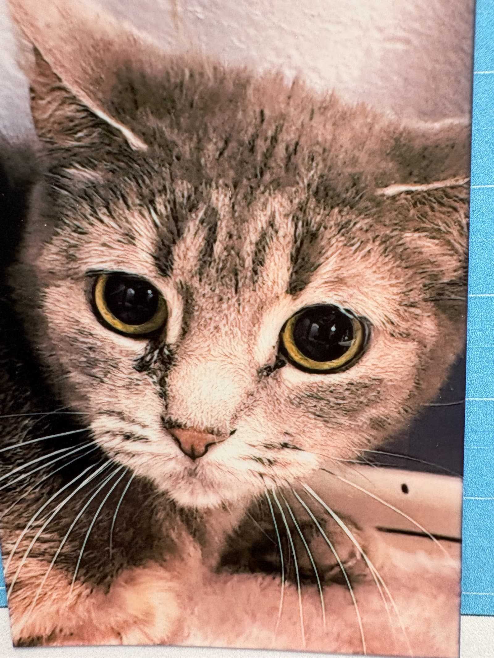Dixie Cup - Domestic Short Hair