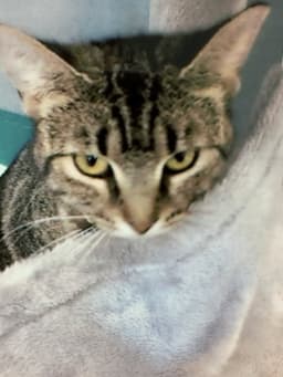 Cashew image 1