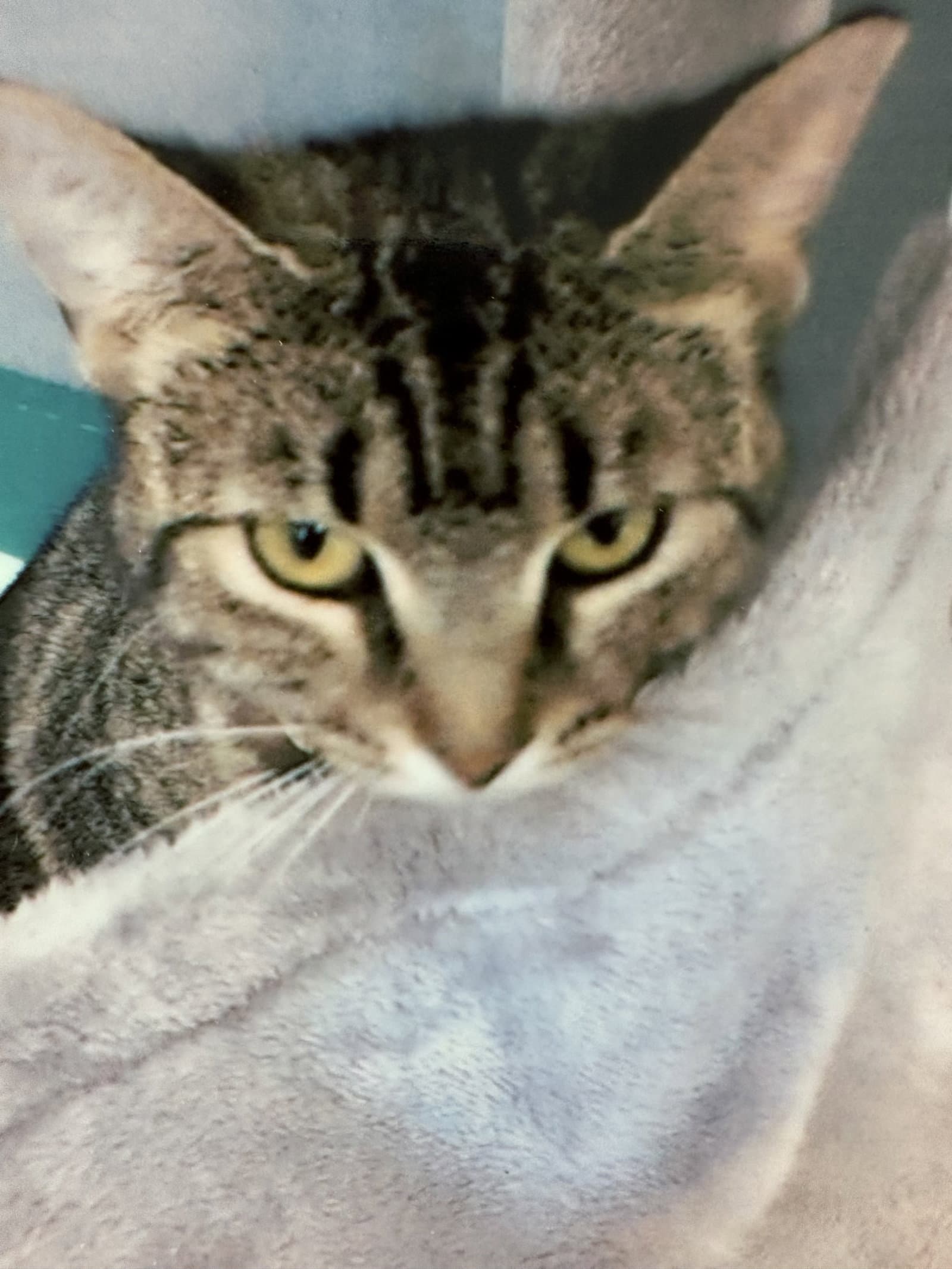 Cashew - Domestic Short Hair