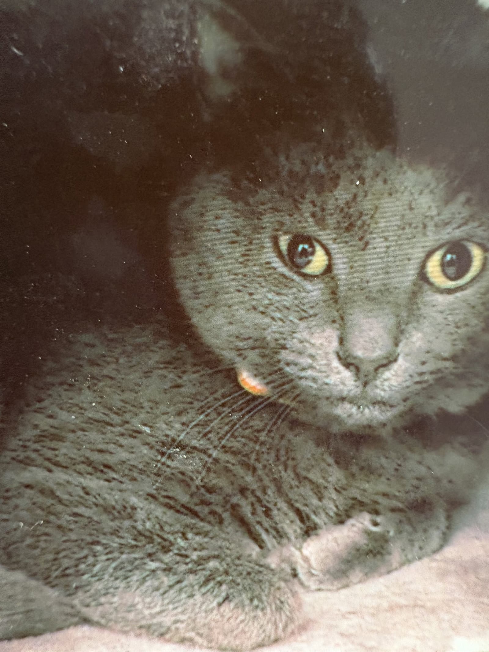 Cinders - Domestic Short Hair