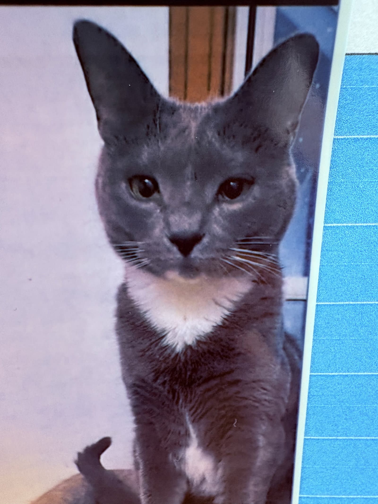 Fritzie - Domestic Short Hair