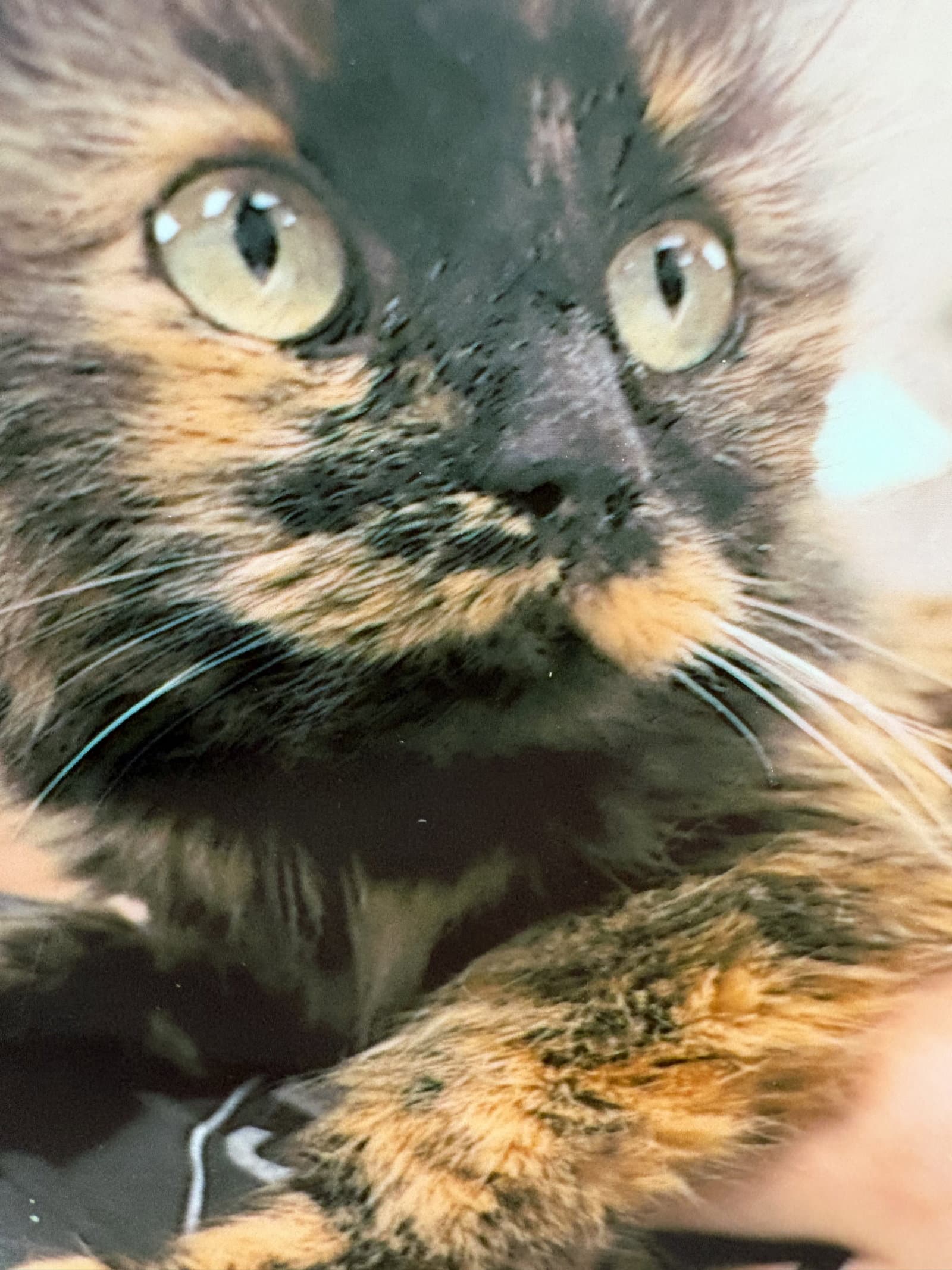 Fern - Domestic Long Hair