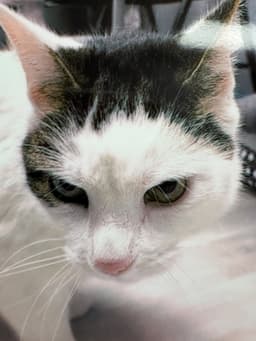 Kilo image 1