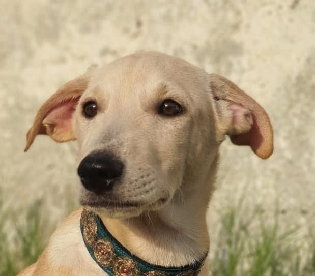 James Uae Lf - Ibizan Hound