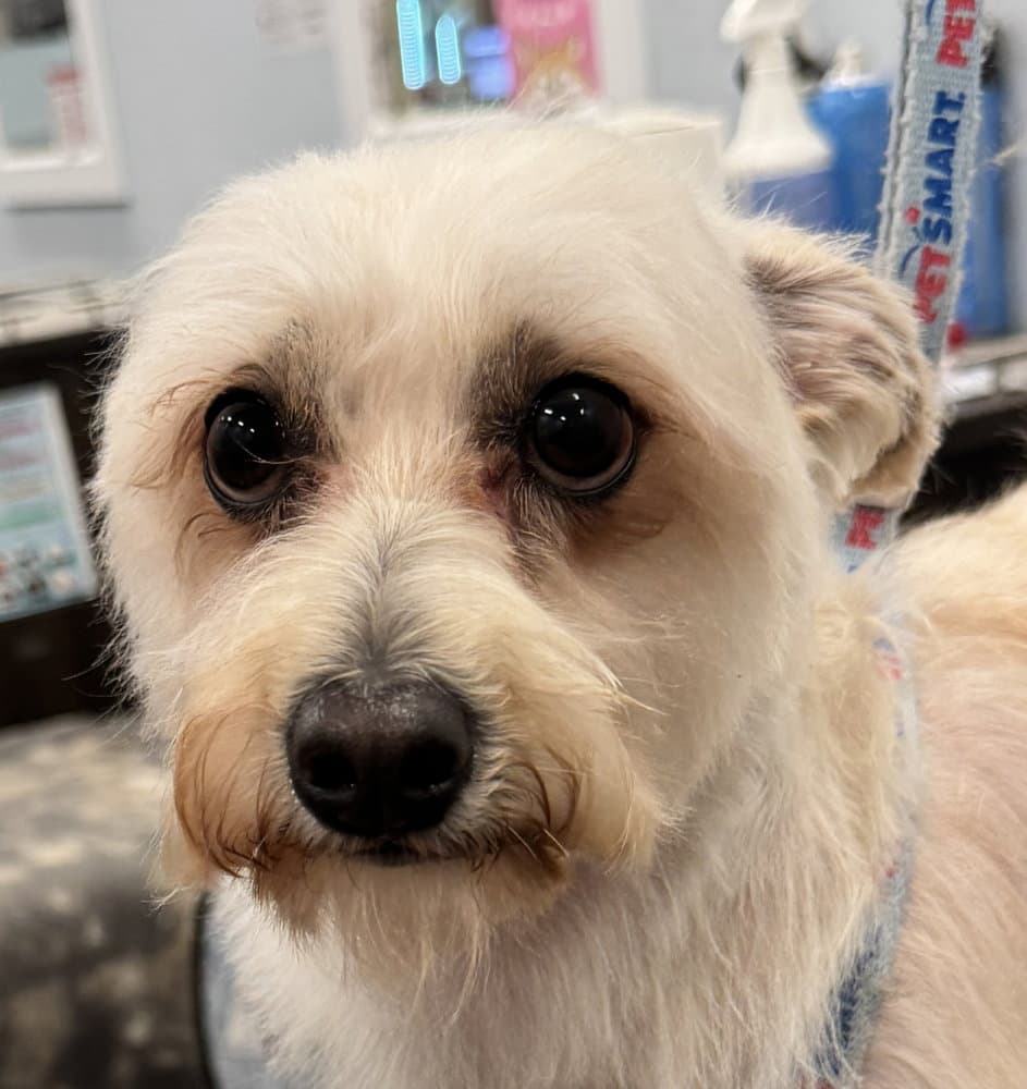 Jarvis Local Coquitlam - Yo - Terrier