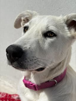 Loola Mexico Yo image 1