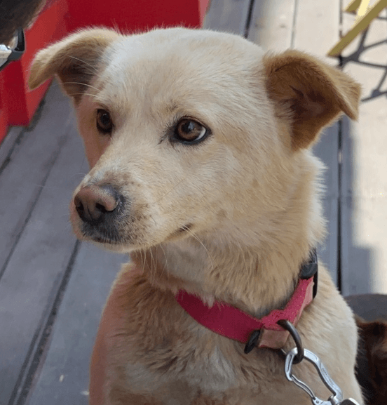 Rabbit S Korea As - Jindo (Korean)